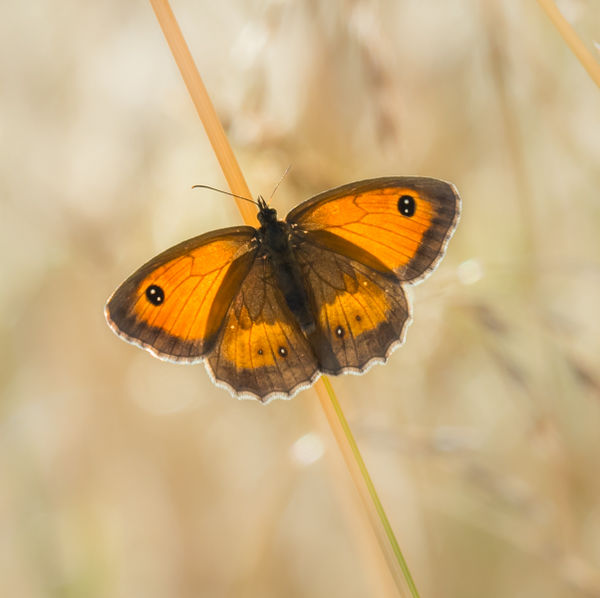 basking gatekeeper