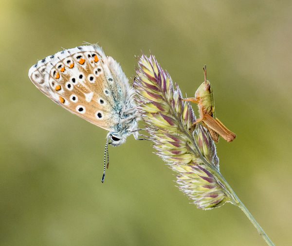 adonis blue and meadow grasshopper