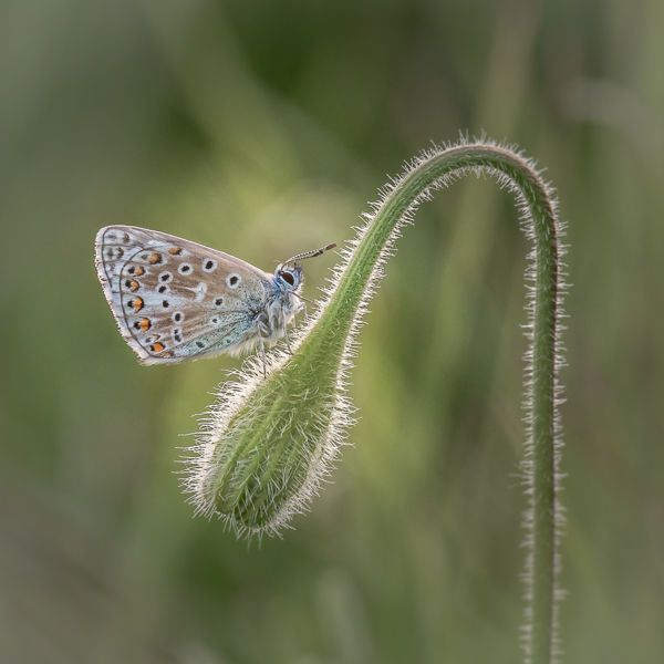 adonis blue on hawkweed
