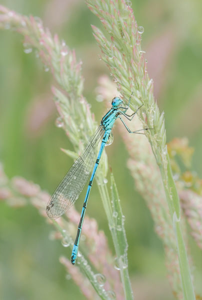 azure damslefly