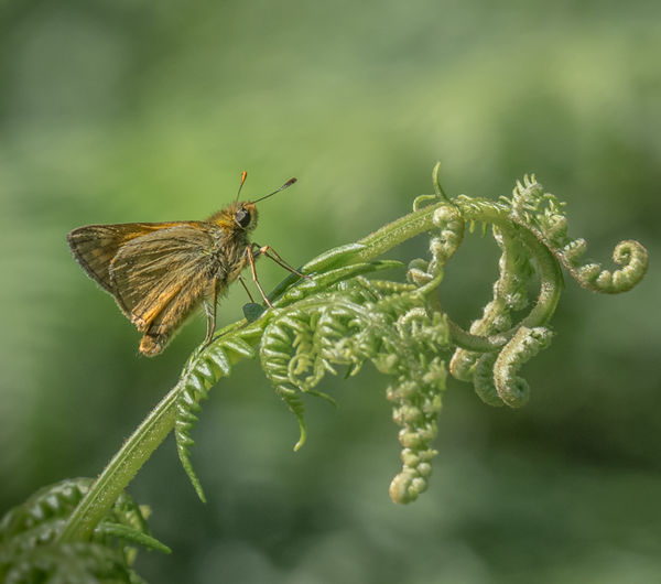 basking skipper