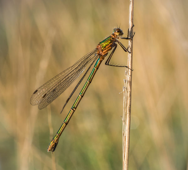 emerald damslefly