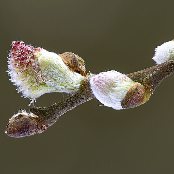 first Buds