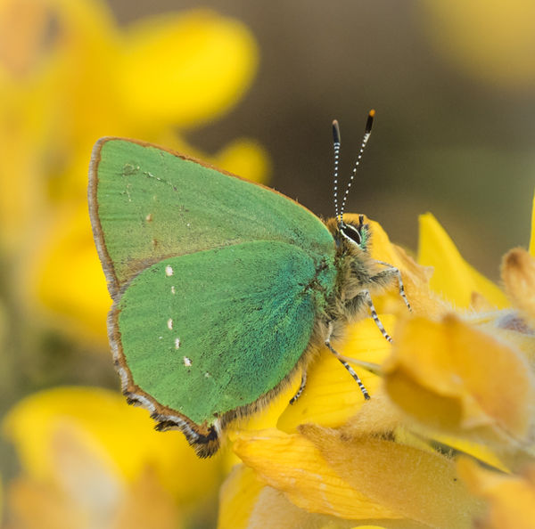 green hairstreak