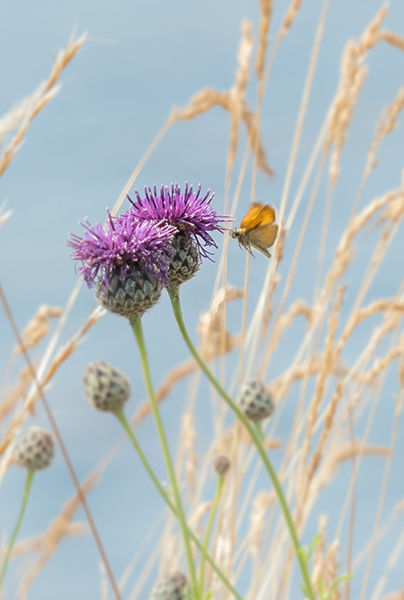 meadowland