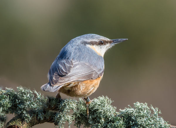 nuthatch