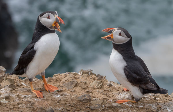 puffin duet