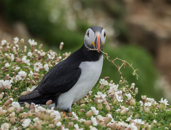 puffin with nesting material