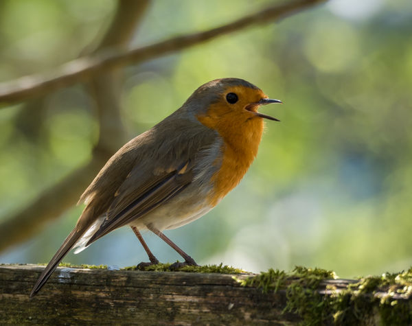 robins' spring song