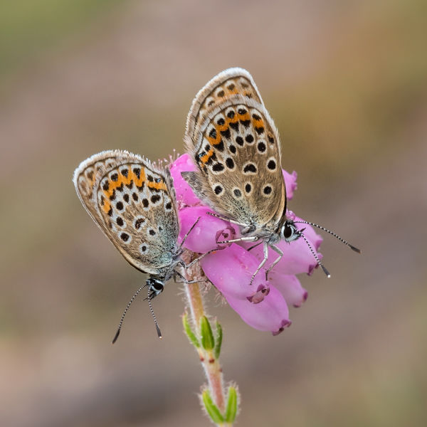 silver studded blues on heather