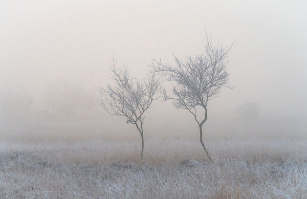 two wintry trees