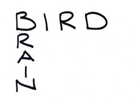 Week 12 - Bird Brain