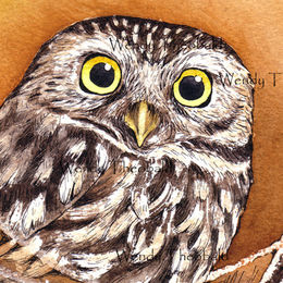 Little owl