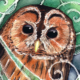 Tawny Owl