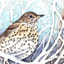 Song Thrush