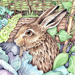 Leveret in Kitchen Garden