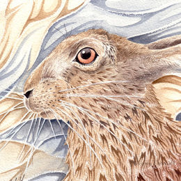 Brown hare study 2