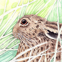 Leveret in the grass