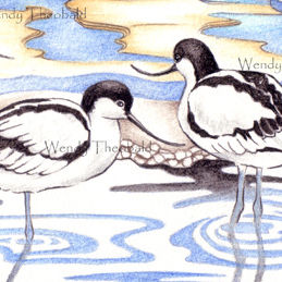 Avocets