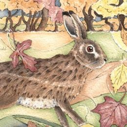 Brown hares