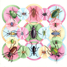 Study of Beetles
