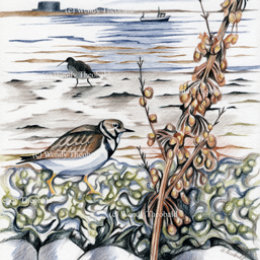 Winter walk at Aldeburgh
