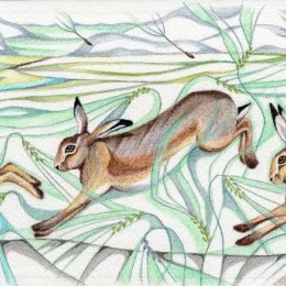 Barley Hares