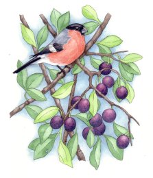 Flowers and Insects Prints 2