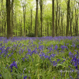 Micheldever Woods