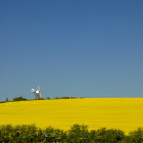 Wheat, Oil Seed Rape and Wilton Windmill