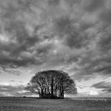 Ridgeway Trees