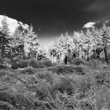 Savernake Evening