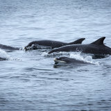 Bottlenose Dolphins