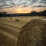 Evening Bales