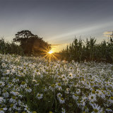 Evening Daisies low res