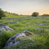 Fyfield Down