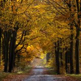 Golden Savernake