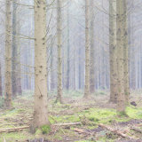 Misty Savernake