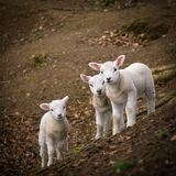 Savernake lambs