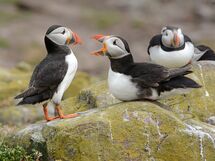 Puffins On The Farne Islands