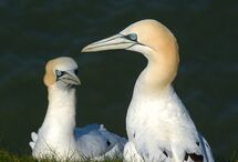 Gannets At Bempton Cliffs