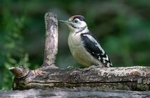 Garden & Woodland Birds