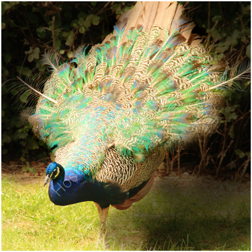 Show-Off