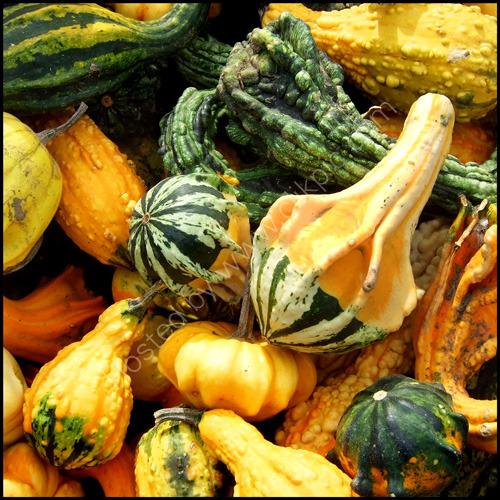 Squash-2