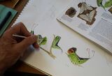 Butterfly 7