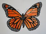 Butterfly 1