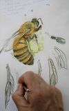 Butterfly 4