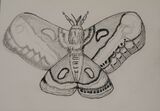 Butterfly 3