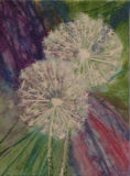 Dandelion Seed Heads - Judy Packwood