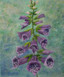 Foxgloves - Linda Darios